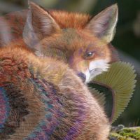 Illustration to Iuliana Todorean’s story ”The Arcande Life of a Fox" by Iasmina and Adrian Oțoiu.