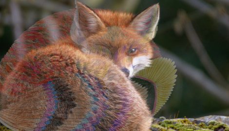 The Arcane Life of a&nbsp;Fox