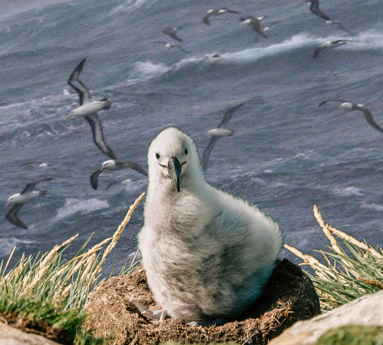 Illustration to Doina Paciu’s "The Baby Albatross", collage by Adrian Otoiu.